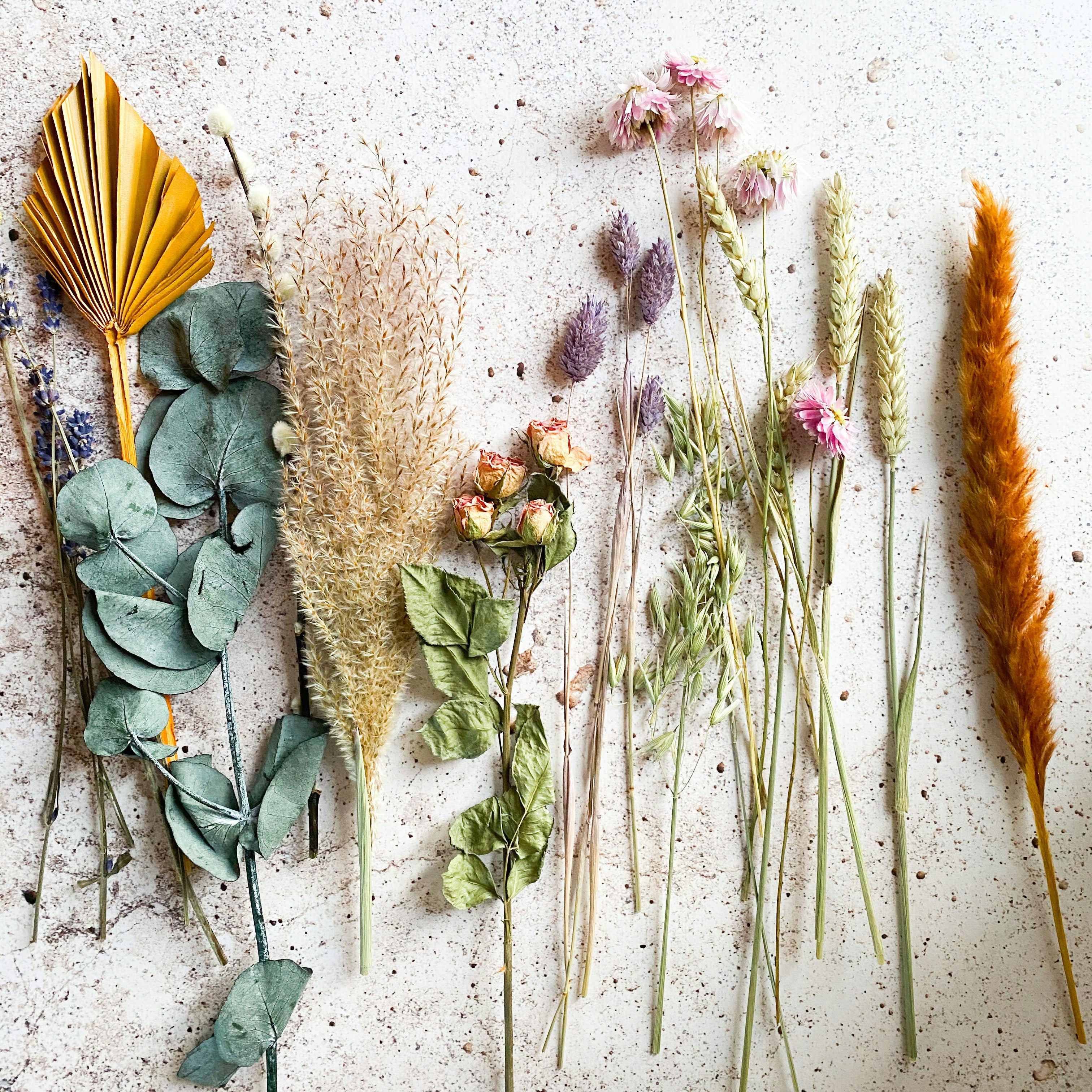Various dry herbal plants placing side by side